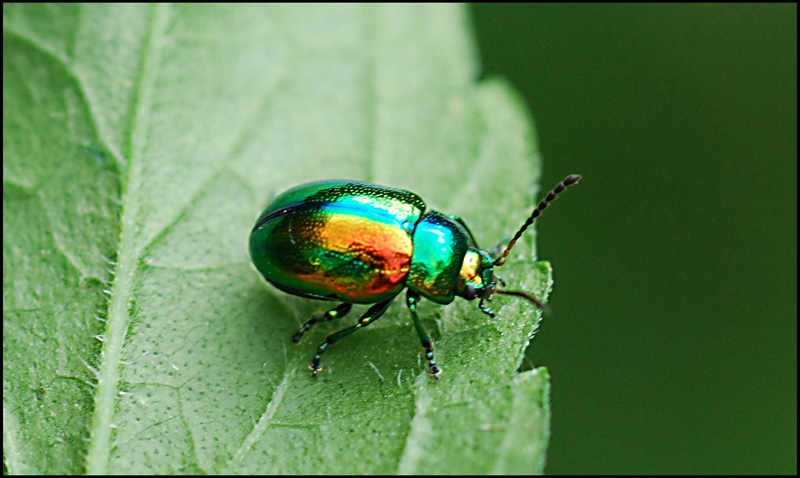 chrysomelide  da ident